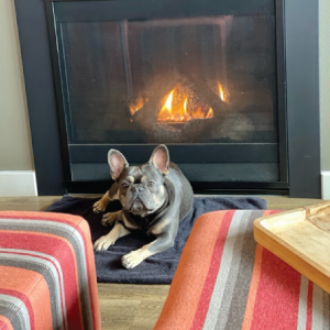 cozy-dog-fireplace