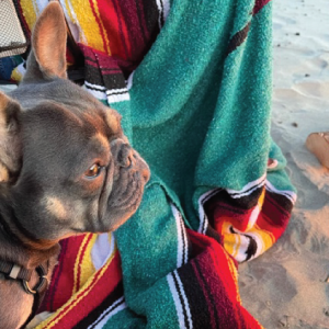 pnw-beach-dog