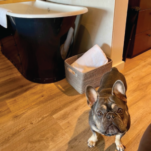 pet-friendly-pnw-stays1