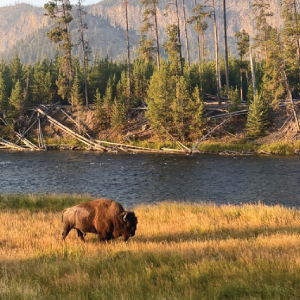 yellowstone-national-park-bison