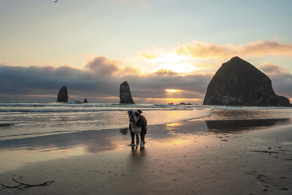 pet-friendly-stays-pnw-bulldog-on-beach